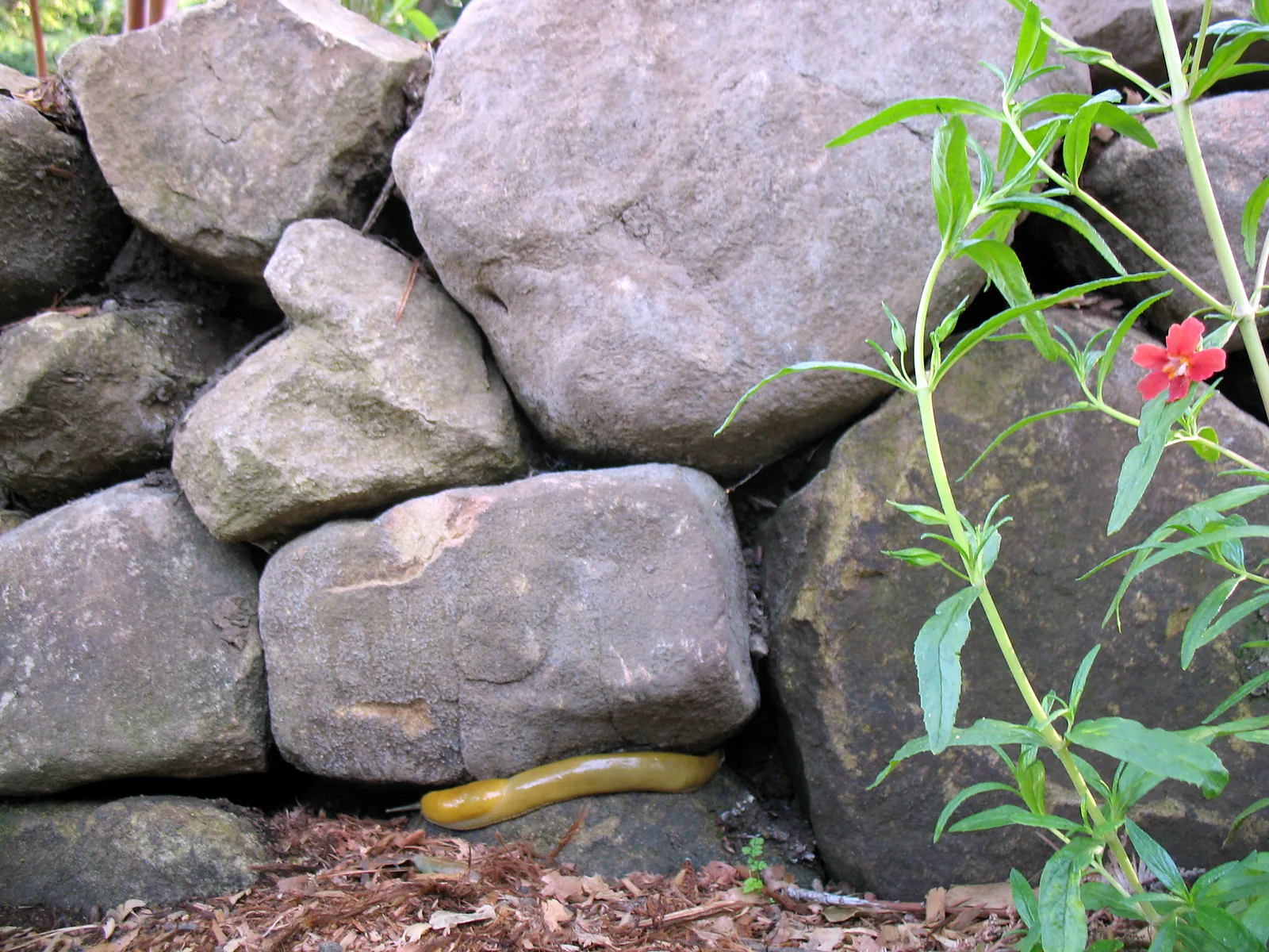 A banana slug resting at the base of the stone wall beside a red flower