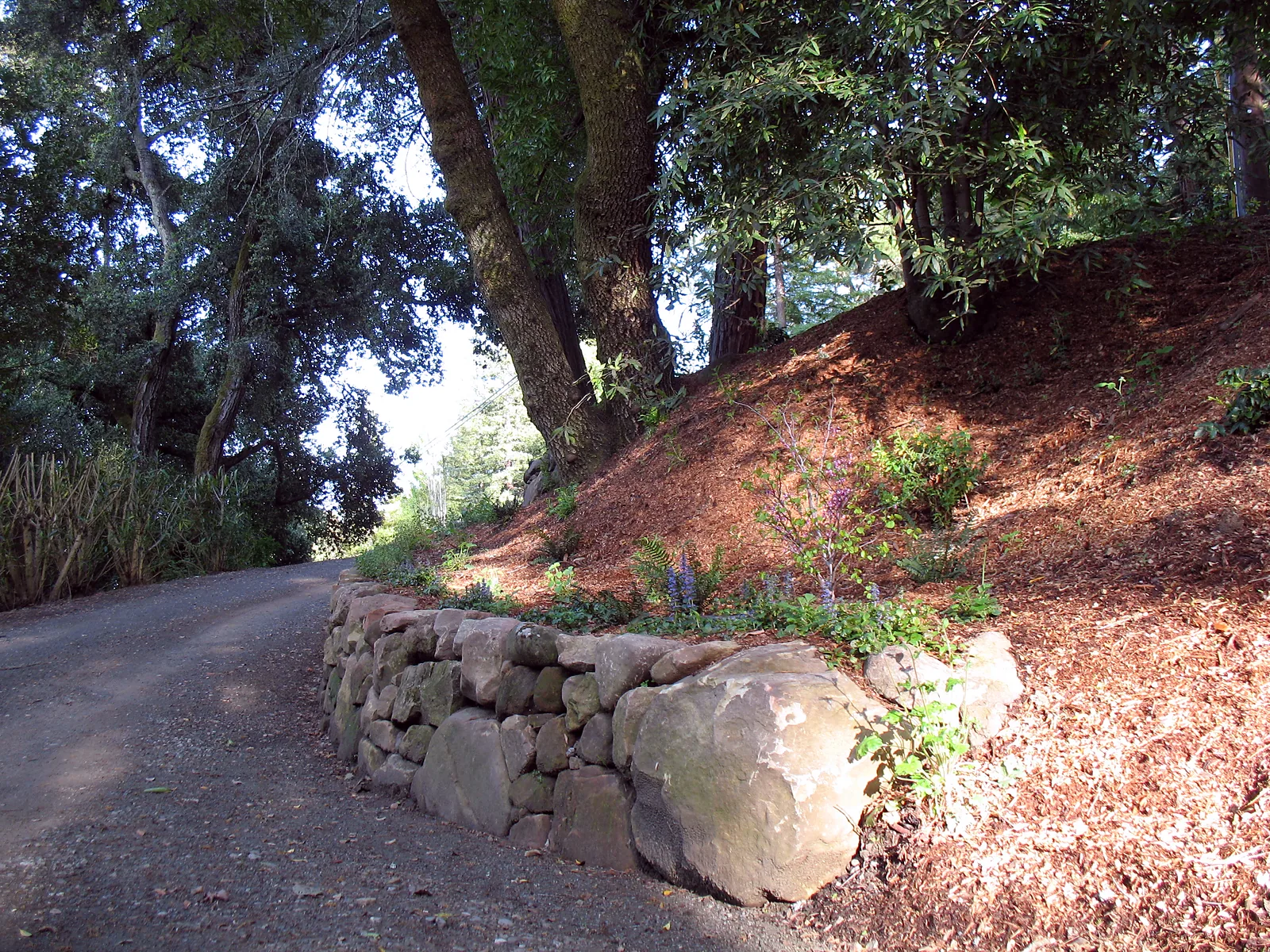 The drive curving uphill past a boulder set into the low stone wall, redwoods and oaks above